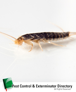 silverfish