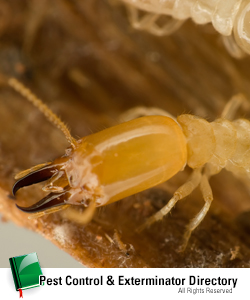 termite